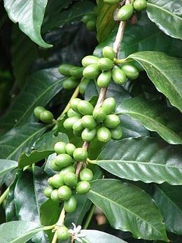 Kávovník arabský Coffea arabica Nejrozšířenější kávovník na světě, tvoří asi 70% světové produkce Má dvě hlavní odrůdy Arabica Typica a Arabica Bourbon Daří se mu v nadmořských výškách 600-2000 m n.m. při teplotách 1824 C.