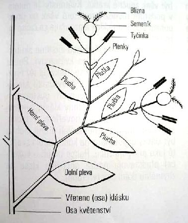 1 nebo vícekvětých klásků: Listeny: 2 plevy: horní, dolní