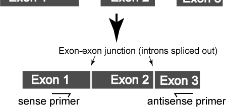 primerů do dvou exonů mezi nimiž je dlouhý intron