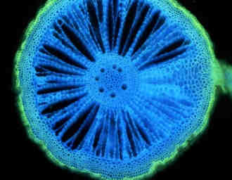 cytologie,