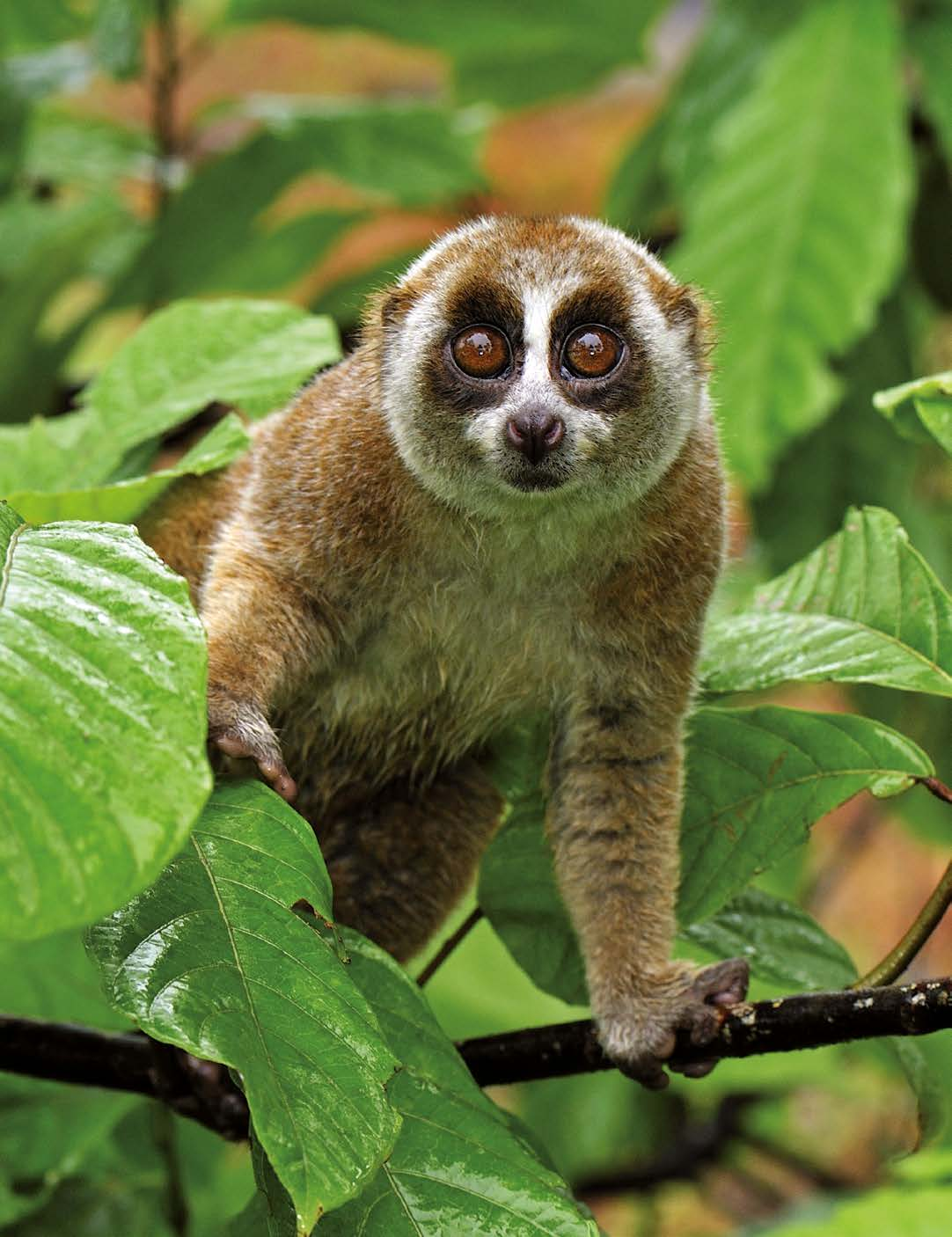 Langur indočínský Vážení přátelé a příznivci zoologické zahrady, Outloň váhavý Program: The Kukang Rescue Program Foto na titulní straně: Lemur Sclaterův Program: Sahamalaza Časopis vydala Zoologická