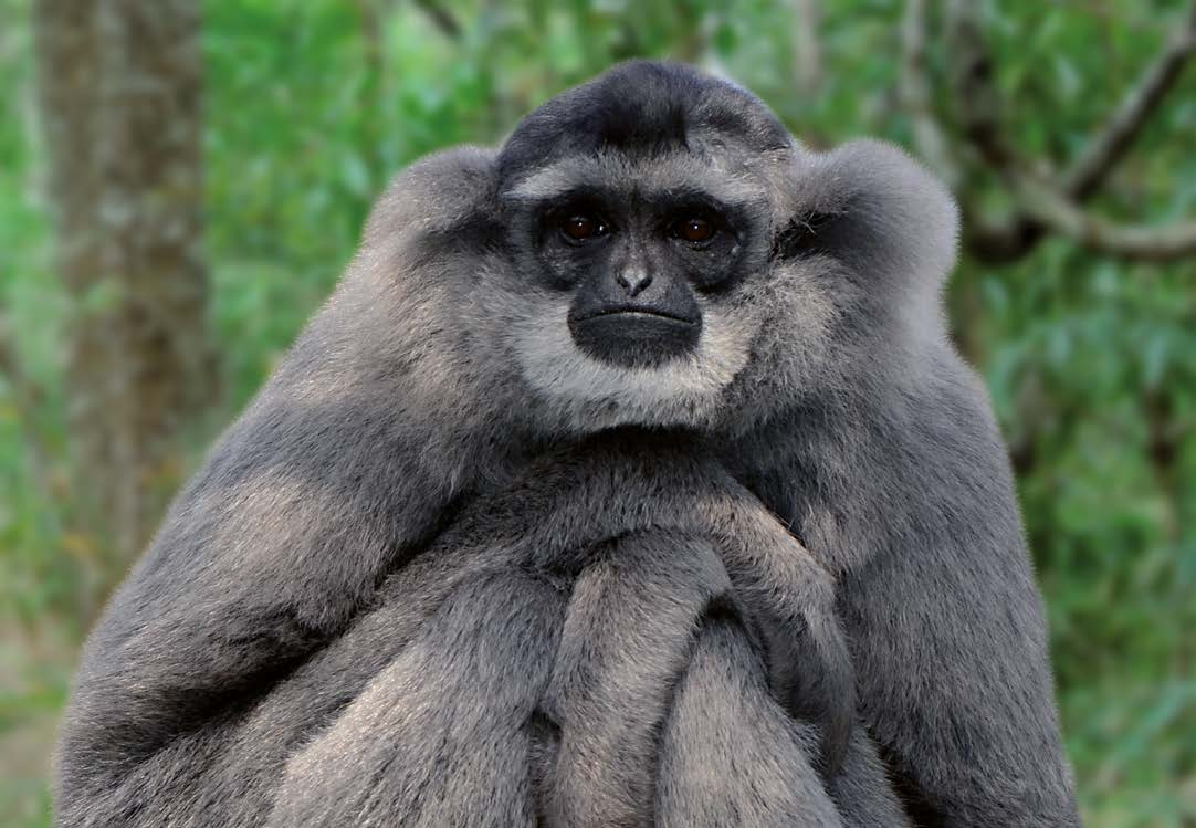 Gibon stříbrný Program: Coffee And Primate Conservation Project Projekty in situ podporované Zoo Ostrava NÁVRAT ORLA SKALNÍHO DO ČESKÉ REPUBLIKY V programu jsme zapojeni od roku 2006 Místo realizace: