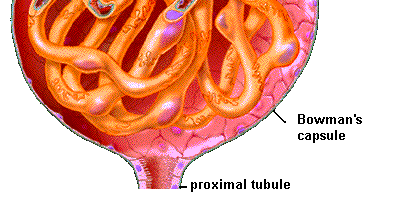 vazodilatace v.a. vazokonstrikce v.e. TK průtok kk krve glomerulem l FT vazokonstrikce v.