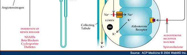 chemoreceptory + baroreceptory (macula