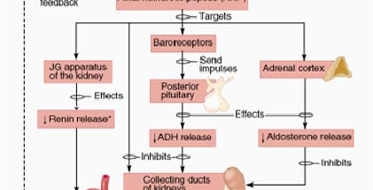 REGULACE OBJEMU A OSMOLARITY ECT