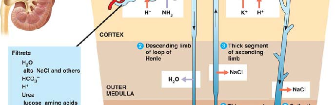 +, Cl -, H 2 O, močovina, HCO - 3 K +, Ca 2+, Mg 2+, fosfáty