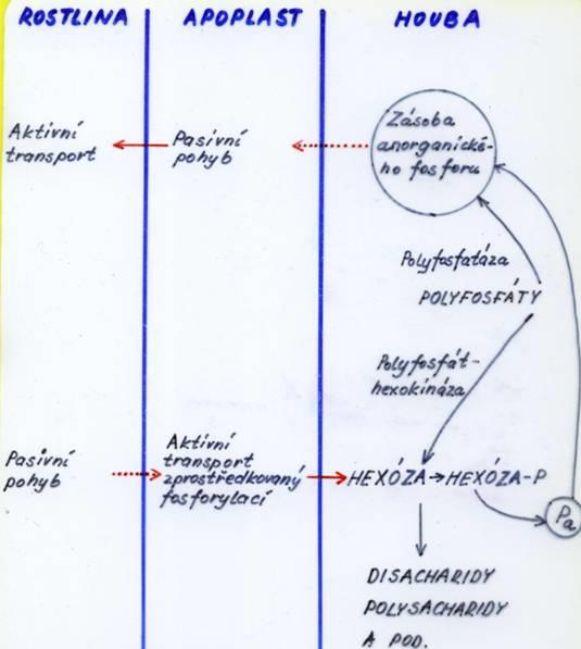Schéma výměny fosoforu a cukrů mezi