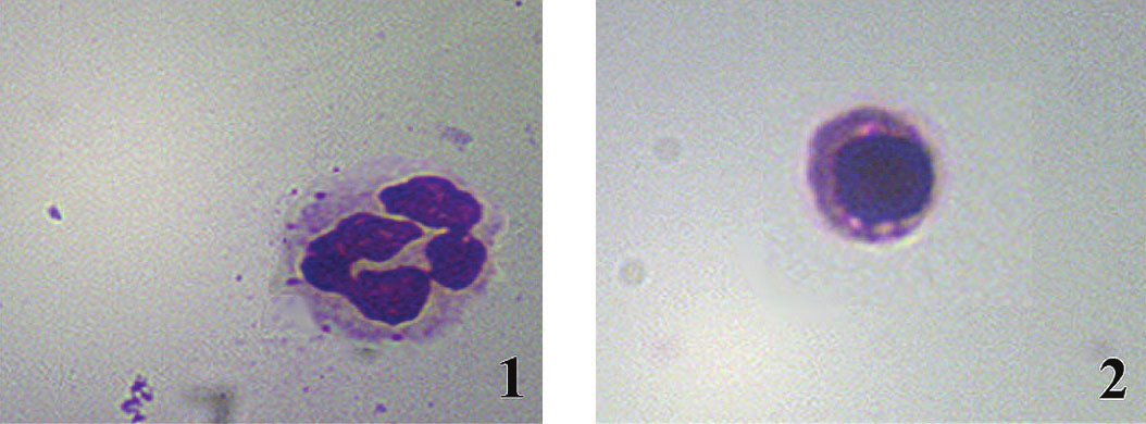 64 T. Langrová, Z. Sládek, D. Ryšánek 1: Strukturálně normální neutrofil tkáňového poolu mléčné žlázy skotu. Panoptické barvení dle Pappenheima, zvětšení 1000x.