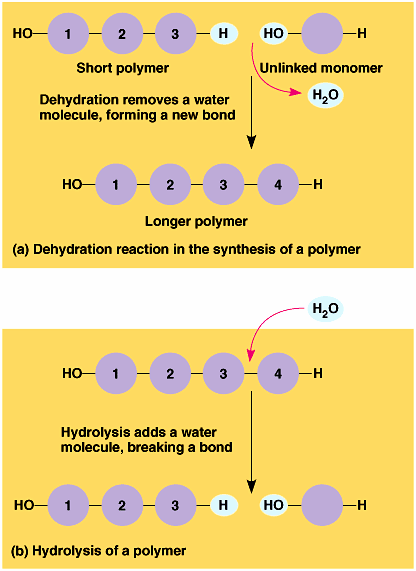 UTB ve Zlíně, Fakulta technologická 11 Obrázek 1: Schéma procesu kondenzace a hydrolýzy polymerního řetězce [26]. 1.1 Sacharidy palivo a stavební materiál Monosacharidy mají strukturu s opakující se skupinou CH 2 O.