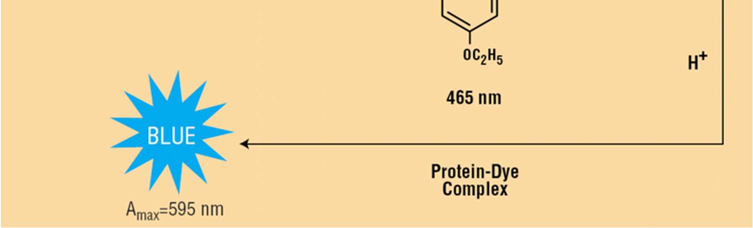 bílkovinu dochází k posunu absorpčního