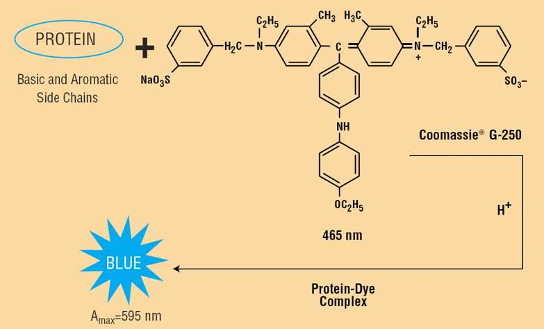 Metoda dle Bradfordové Princip : při vazbě Coomassie Brilliant Blue G 250 na