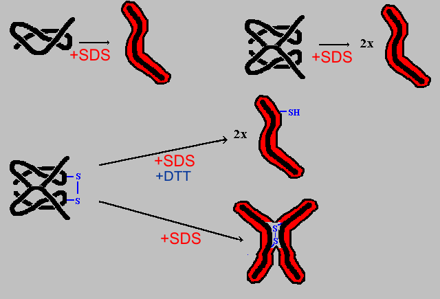 SDS-PAGE Tris/Gly/SDS anionický detergent po zahřátí na 100 C rozbaluje protein a váže se na něj (1 molekula SDS na 2 AK, 1,4 g SDS na 1 g proteinu) velký náboj velká pohyblivost vysoké rozlišení