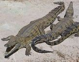Krokodýlovití 14 spp.