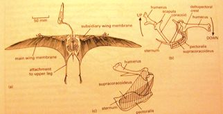 ************************Ornithodira*