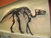 Edmontosaurus : rozvoj