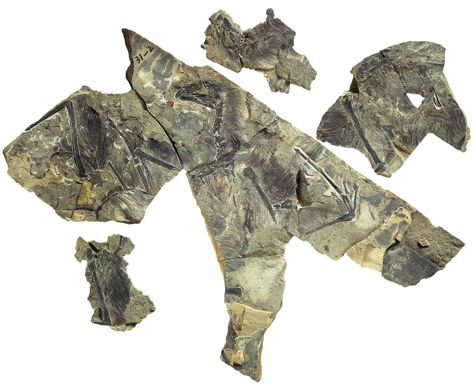 , based on a new specimen from the Middle Upper Jurassic period Tiaojishan Formation of Hebei Province,