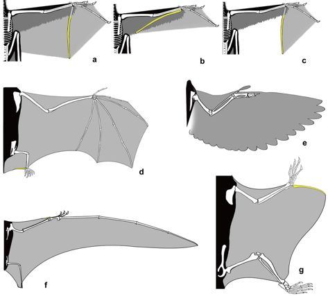 However, the filamentous feathers of Yi resemble pinnate feathers in bearing morphologically diverse