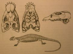 ) - šupinatí Squamata (9700 spp): gekoni, jěštěři, leguáni, agamy, varani a hadi (3500 spp.