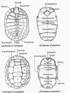 vs. Verterbrální, pleurální a marginální Plastron: 4 páry + entoplastron vs.