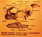 Obratle: 10 trup, 8 krk: specifická artikulace recessus temporalis Anapsidní lebka, bez zubů,