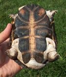 +Proganochelys Trias