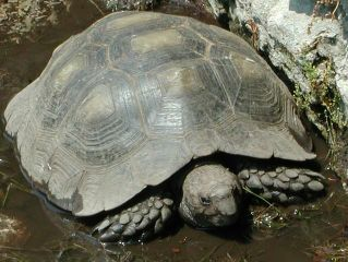 Geochelone Testudo graeca