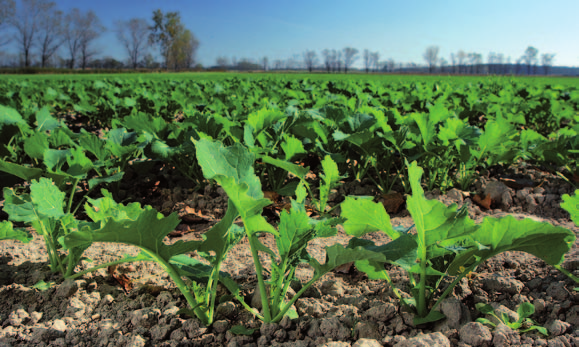 Silně nevyrovnané porosty (50 : 50) Dělená aplikace 0,5 + 0,5 l/ha.