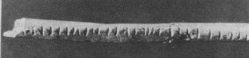 Obr. 10 - Zářezy číselných znaků do kosti [2] Na obr. 10 můžeme vidět fotografii lýtkové kosti paviána s 29 zářezy, nalezena v Africe v pohoří Lebombo na hranicích Svazijska.