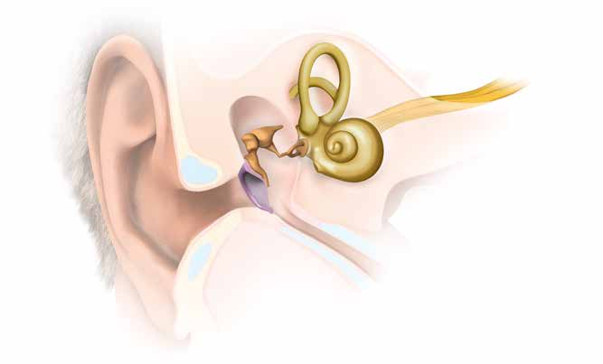 SLUCH Jak funguje sluch? Zvuk, ucho a mozek Znalost principu fungování sluchu vám pomůže lépe porozumět pojmu sluchová vada a tomu, jak ji lze překonat s pomocí kochleárních implantátů.