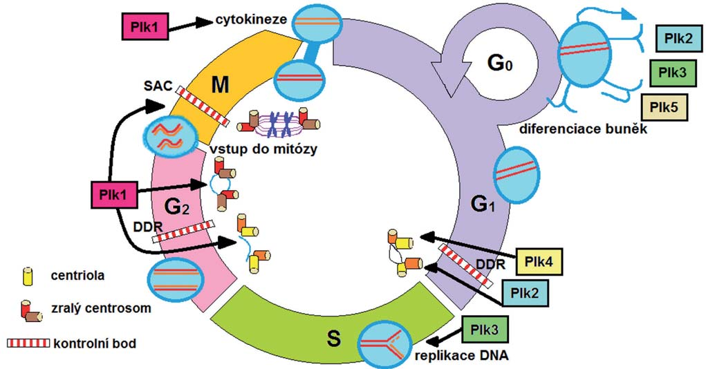 Rodina proteinů polo-like kináz Proteiny z rodiny polo-like kináz (Plk), jež čítají celkem pět členů, jsou významné regulátory mitózy, meiózy i cytokineze, zkrátka procesu buněčného dělení.