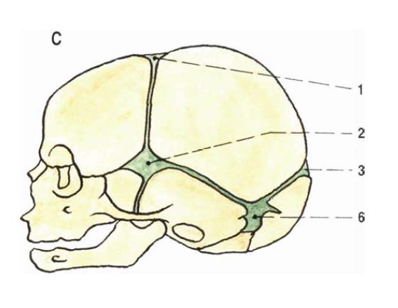 ČIHÁK., R. Anatomie I., 2011 Popis: A 1.