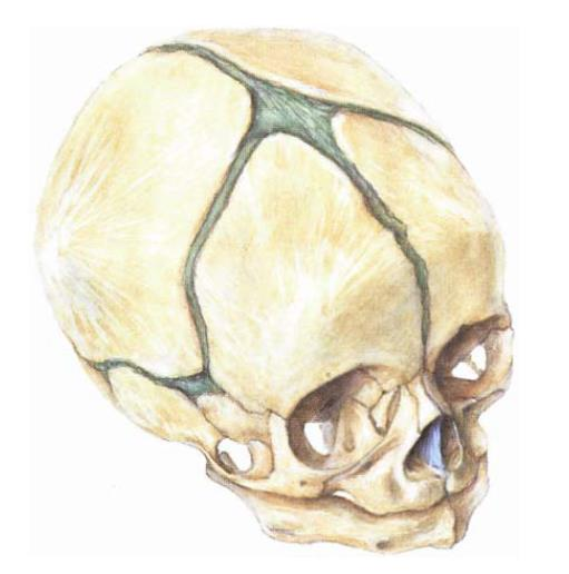 Fonticulus posterior (minoi) B - Fonticuli