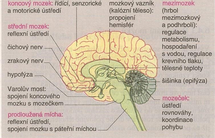 Příloha č. 4 Mozek Zdroj: NORBERT CIBIS et al.