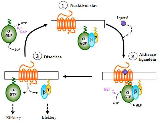 ke komplexu a G protein je připraven na další cyklus [13]. Obě části G proteinu zůstávají po celý čas ukotvené na membráně. Obr. 2: Aktivační cyklus trimerního G proteinu (převzato z [16], upraveno).