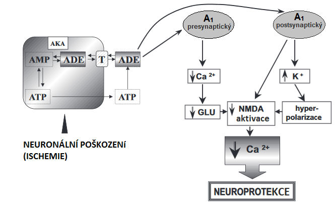 5.2.3. A 1 receptory 5.2.3.1. Signalizace působením na iontové kanály A 1 receptory (A 1 Rs) jsou schopné působit neuroprotektivně.
