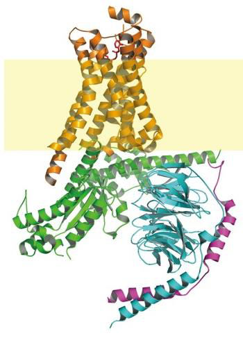 2. Stručná charakterizace GPCRs a G proteinů Receptory patřící do rodiny GPCRs se nacházejí pouze u eukaryot [7]. V lidském genomu bylo identifikováno téměř 800 genů pro tyto receptory [2].