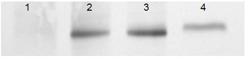 . Obr. 3. Aktivita GSNOR v desetidenních semenáčcích rostlin rajčete. 1 standardní enzym; 2 S. lycopersicum cv. Amateur; 3 S. habrochaites; 4 S. chmielewskii. 2.1.5.3. Imunochemická detekce GSNOR Imunochemická detekce GSNOR byla provedena ve stoncích třicetidenních rostlin rajčete S.