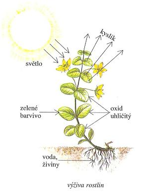 o Výživa (str. 4) Vodu a živiny přijímá rostlina svými kořeny. Tyto látky putují stonkem (nebo kmenem a větvemi) až do listů.