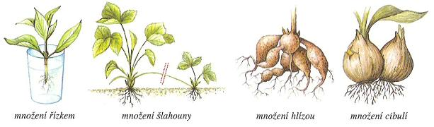 Obrázek 3: Příklady rozmnožování rostlin (Bradáčová, Kholová, 1998) Vylučování (str. 5) Růst a vývoj (str.