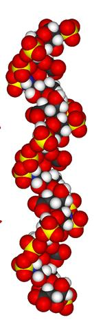 HEPARIN (nefrakcionovaný - UFH) přirozeně se vyskytující nepřímý inhib. trombinu zákl.sekvence působí druhotně, tj.