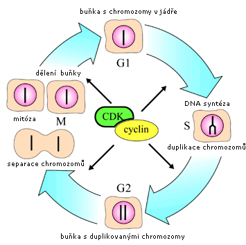 Regulace buněčný cyklus Diferenciace a její poruchy na rozdíl od jednobuněčných org.