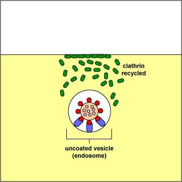 fagocytóza pomocí receptorů ve specializovaných buňkách 13 14 Mezibuněčná komunikace