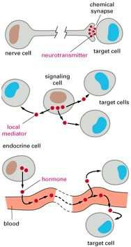 TCR) ICAM (InterCellular Adhesion Molecule) VCAM (Vascular Cell Adhesion Molecule)