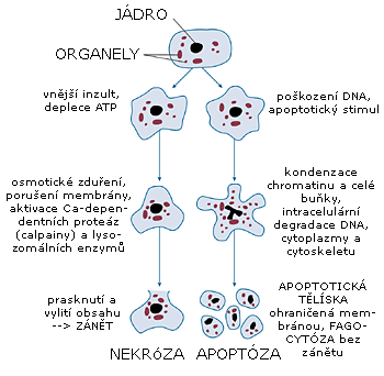 porušení buněčné membrány, prasknutí vylitý obsah a poškození okolní tkáně proteázami způsobuje zánět
