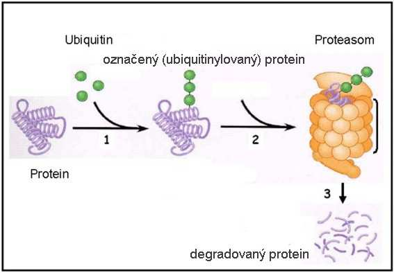 Apoptóza - iniciace 21 Degradace buněčné a mezibuněčné hmoty intracel.