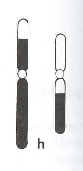 12 Schemata přestaveb (Nussbaum, 2004) reciproké translokace výměny chromosomových segmentů mezi dvěma, zpravidla nehomologními, chromosomy