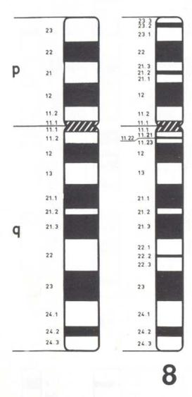 20 Vzory chromosomů s G-pruhy