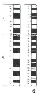 14 do chromosomu č. 6 Obr.