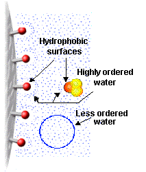 na povrchu proteinu v H 2 O slabé