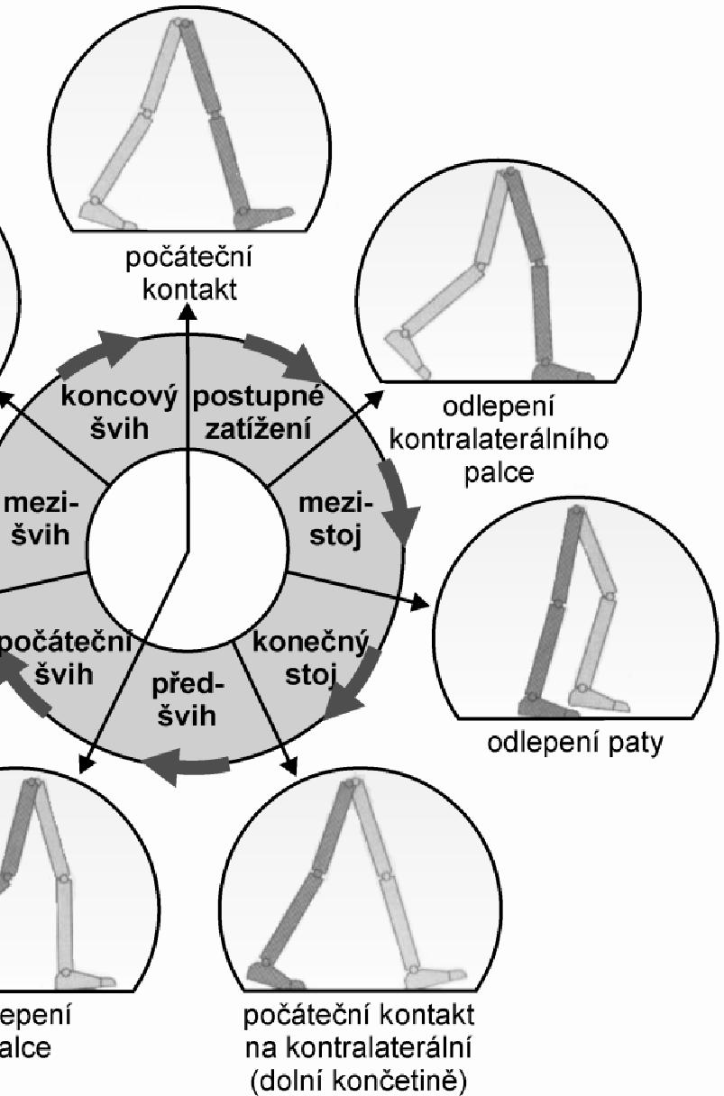 Obrázek 3. Krokový cyklus pravé nohy (tmavě šedá) (upraveno dle Whittle, 1996) Perry a Burnfield (2010) jej dělí na osm period, pět pro stojnou a tři pro švihovou fázi: 1.